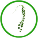  Dây leo thảo được