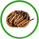  Đông trùng thảo dược