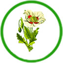  Hoa cây thảo dược