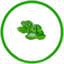  Lá cây thảo dược